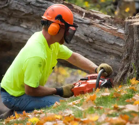 tree services Saddle Rock